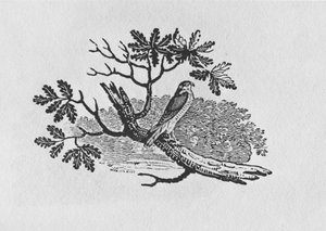 The Sparrowhawk (Accipiter nisus) a "History of British Birds" I. kötetből, pub. 1797 (fametszet) alkotó: Thomas Bewick