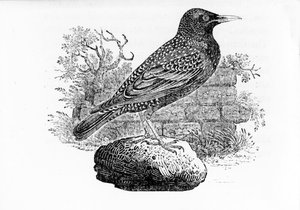 The Starling, illusztráció Thomas Bewick „The History of British Birds” című művéből, először 1797-ben jelent meg alkotó: Thomas Bewick