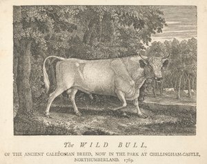 A vad bika, az ősi kaledóniai fajtából, jelenleg a parkban, a Chillingham-kastélyban, Northumberlandban.