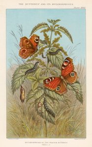 A páva pillangó metamorfózisai, 1888