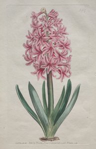 A Botanikai Magazin vagy Virágoskert Megjelenítve: Kerti Jácint, 1806. alkotó: Thomas Curtis