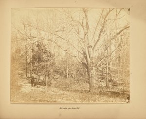 Erdő télen alkotó: Thomas E. Jevons
