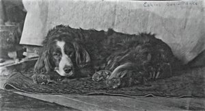 Eakins kutyája, Harry, c. 1880-1890. alkotó: Thomas Eakins