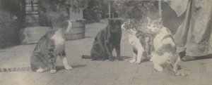 Négy macska, kb. 1895. alkotó: Thomas Eakins
