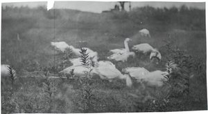 Liba a háló javításának helyén, Gloucester, N.J., 1881. alkotó: Thomas Eakins