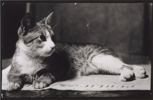 Mrs. Thomas Eakins macskája c. 1880-1890. alkotó: Thomas Eakins