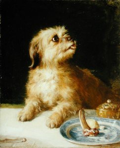 Norfolk terrier