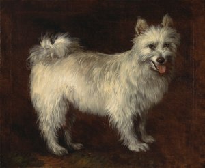 Pomerániai kutya