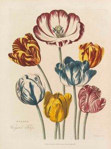 Az univerzális gyógynövény, 1824. alkotó: Thomas Green