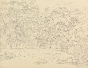 Fák az Ashtead Parkban, Surreyben