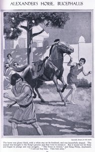 Sándor lova, Bucephalus: a ló fényes fekete volt, fehér csillaggal a homlokán, 1950 körül (litográfia) alkotó: Thomas Heath Robinson
