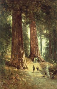 A Redwoodsban, 1899