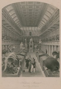 Hunterian Múzeum, Royal College of Surgeons, London alkotó: Thomas Hosmer Shepherd