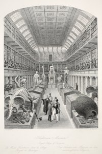 Hunterian Museum, Royal College of Surgeons, a „London Interiors with their Costumes and Ceremonies” kocsmából. Joseph Mead, London, 1843 körül (acélmetszet) alkotó: Thomas Hosmer Shepherd