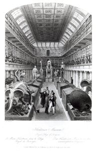 A Hunterian Museum, a „London Interiors” illusztrációja, Edward Radclyffe metszete, 1840 körül alkotó: Thomas Hosmer Shepherd