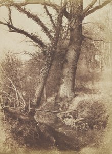 Fák, 1854-57. alkotó: Thomas Keith