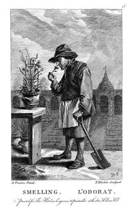 Kertész szegfű vagy rózsaszín Dianthus illatú, c1750