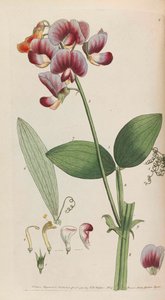 Rusztikus növényvilág, 1792. alkotó: Thomas Martyn