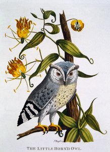 Kis szarvas bagoly, az 1790-ben megjelent „Indian Zoology” c alkotó: Thomas Pennant