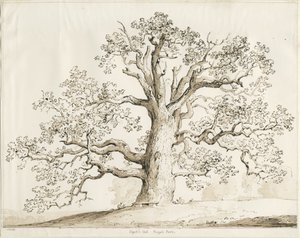 Blithfield - Squitch Oak: toll és mosás, 1837
