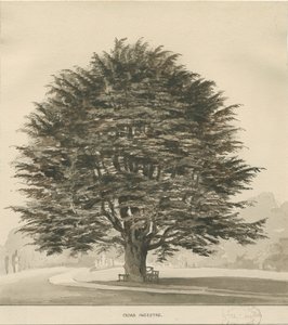 Ingestre – Cédrusfa: szépia rajz, nd [?1838]