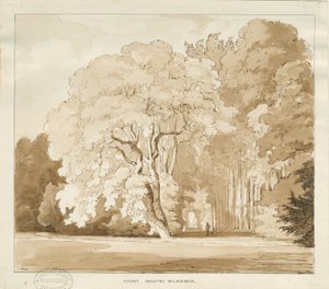 Ingestre - tanulmány a fákról: szépia rajz, nd [?1838] (rajz) alkotó: Thomas Peploe Wood