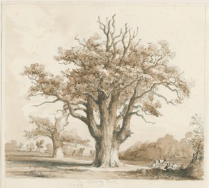 Teddesley Hall – Oak Trees: ceruza- és mosórajz, nd [1842. nov.]