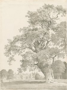Tixall - Tölgyfa: toll és mosó rajz alkotó: Thomas Peploe Wood