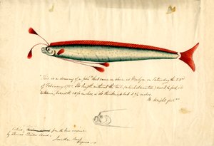 Akvarellrajz a Newlyni evezőshalról (Regalecus glesne), 1849 körül (ceruza és akvarell, papír) alkotó: Thomas Quiller Couch