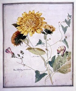 Helianthus és Convolvulus (akvarell papíron)
