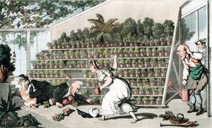 Balszerencse a tulipánteremben, 1816 alkotó: Thomas Rowlandson