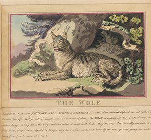 Nyolc darabos sorozat címlappal. „Külföldi és hazai állatok.” 5. A farkas alkotó: Thomas Rowlandson