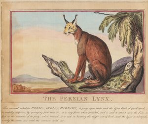 Nyolc darabos sorozat címlappal. „Külföldi és hazai állatok.”  7.  A perzsa hiúz alkotó: Thomas Rowlandson