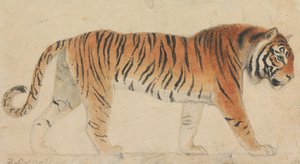 Egy tigris, teljes alakban, profilból, jobbra sétálva alkotó: Thomas Stothard