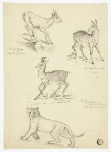 Chamois, Musk, Klipbok és Lion alkotó: Thomas Uwins