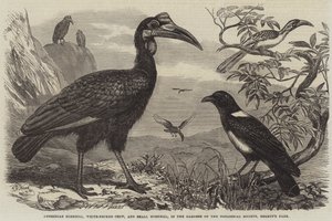 Abesszin szarvascsőrű, fehérnyakú varjú és kis szarvascsőrű, a Zoological Society kertjében, a Regent