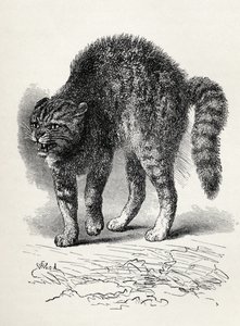 Macska megrémül egy kutyától, Charles Darwin „Az érzelmek kifejezése az emberben és az állatokban” című művéből, 1872 (litho)