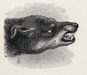A vicsorgó kutya feje, Charles Darwin „Az érzelmek kifejezése az emberben és az állatokban” című művéből, 1872