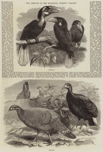 Újdonságok az Állattani Társaság kertjébe alkotó: Thomas W. Wood