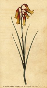 Karácsonyi harangok, Blandfordia nobilis.,1800 (metszet)