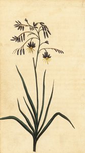 Sziklavirág, Új-Dél-Wales, Ausztrália. ,1800 (metszet)