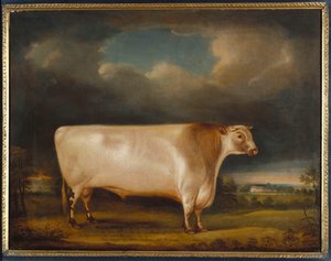 Üstökös, könnyed, rövidszarvú bika tájban, 1811
