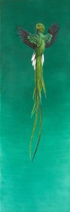 Quetzal (akvarell és gouache papíron) alkotó: Tim Hayward
