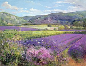 Levendula mezők Old Provence-ban