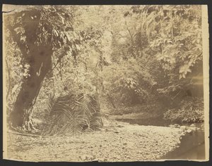 [Dzsungel jelenet: Darién-folyosó (Panama)] alkotó: Timothy H. OSullivan