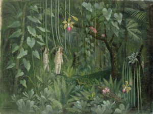 Brazília orchideavadászai