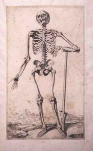Anatómiai tanulmány, Domenico Maria Bonavera (sz. 1640) (rézkarc és szárazhús)