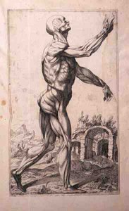 Anatómiai tanulmány, Domenico Maria Bonavera (sz. 1640) (rézkarc és szárazhús)