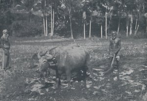 Rizstermesztés, 1924
