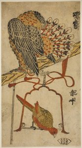 Pacsirta és ara (Sparrowhawk és ara)